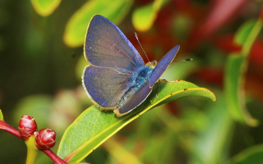 Hawaiian Wildlife - Butterfly