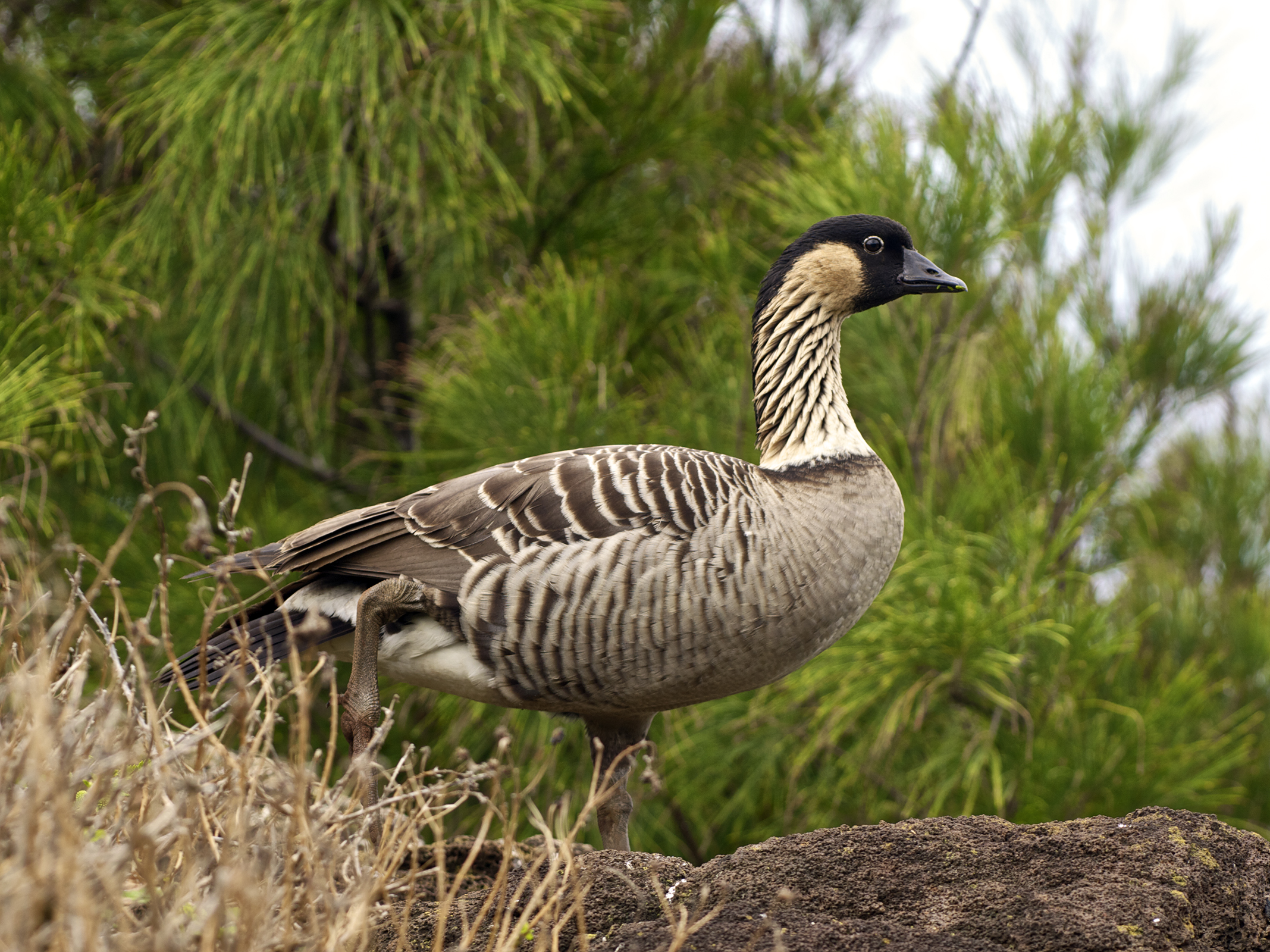 Hawaiian Wildlife - Goose