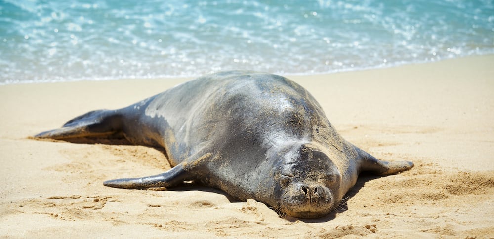 Hawaiian Wildlife - Seal